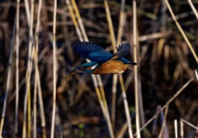 DSC_0574_DxO_kingfisher_in_flight_u.jpg