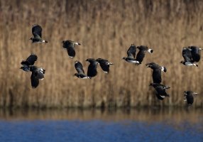 DSC_0548_DxO_lapwings_in_flight.jpg