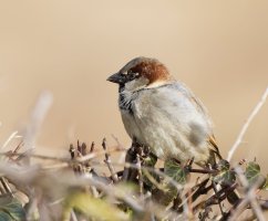 House_sparrow_CR.jpg