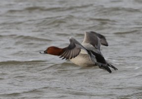 Pochard_Flying_CR.jpg