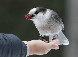 Canada Jay small 2.JPG