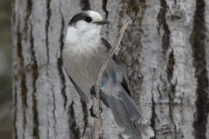 Canada Jay small 3.JPG