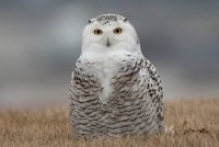 Snowy Owl (female) 151.jpg