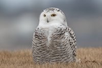 Snowy Owl (female) 153.jpg