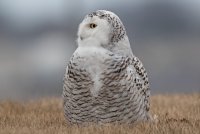 Snowy Owl (female) 157.jpg