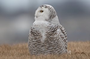 Snowy Owl (female) 157.jpg