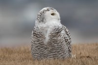Snowy Owl (female) 159.jpg