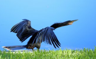 2_Anhinga.JPG