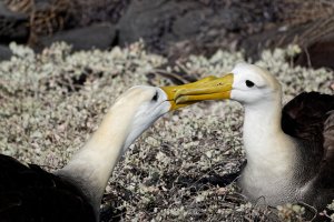 DSC00955-DxO_albatrosses_kissing.jpg