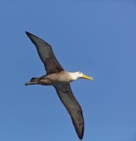 3Q7A6148-DxO_albatross_flying_wings_outstretched_best_small.jpg