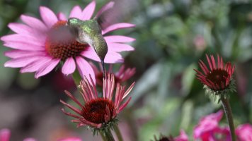 Ruby-throated Hummingbird F_s_51252.JPG
