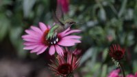 Ruby-throated Hummingbird F_s_51253.JPG