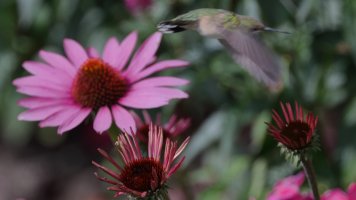 Ruby-throated Hummingbird_s_51254.JPG