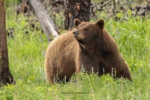BLACK BEAR  (brown color).jpg