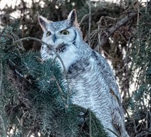 _36A7092_DxO copy.jpg