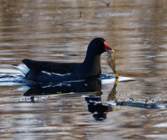 DSC_1364-DxO_moorhen+fish_cv.jpg