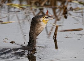 DSC_1589-DxO_cormorant_Fish_C+MC_only.jpg