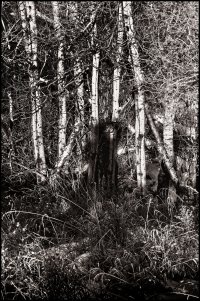 _36A6973_DxO copy-Edit (1).jpg