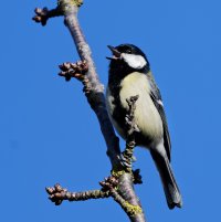 DSC_1756-DxO_Great_tit_singing-hl+mt_MC_C.jpg