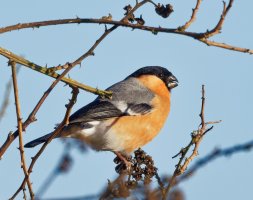 DSC_2173-DxO_Bullfinch_CR.jpg