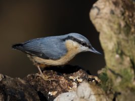 DSC_2121-DxO_nuthatch_CR.jpg