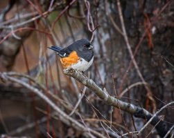 20200118_HomeShots_007Towhee.jpeg