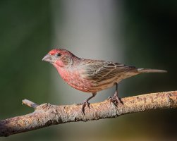 20200119_HomeShots_156HouseFinch.jpeg