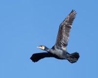 DSC_2411-DxO_cormorant_flying_CR.jpg