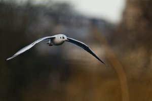 DSC_2676-DxO_gull_in_flight_CMC CR.jpg