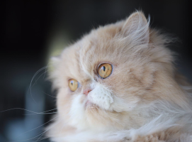 Screen Shot 2020-01-29 at 12.45.52.png