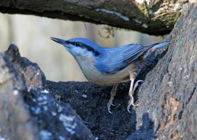 DSC_2956-DxO_nuthatch_SH.jpg