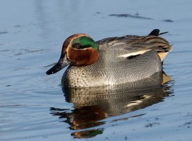 IMG_8691-DxO_male_teal.jpg