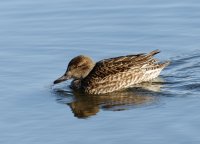 IMG_8698-DxO_female_teal.jpg