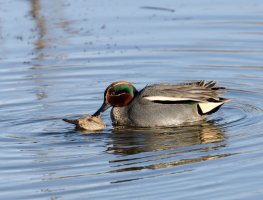 IMG_8702-DxO_teals_mating.jpg