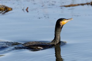 IMG_8709-DxO_cormorant_small.jpg