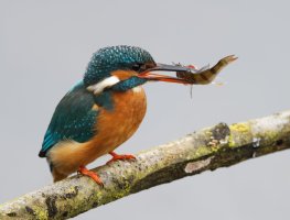 DSC_3106-DxO_kingfisher+fish-0.6ev.jpg