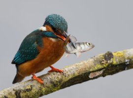 DSC_3127-DxO_kingfisher+fish_side.jpg