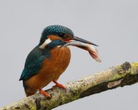 DSC_3192-DxO_kingfisher+fish.jpg