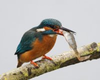 DSC_3233-DxO_kingfisher+fish.jpg