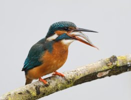 DSC_3236-DxO_kingfisher+fish_swallowing.jpg
