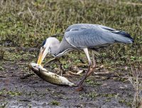 DSC_3446-DxO_heron_killing_fish.jpg