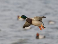 DSC_3663-DxO_mallard_drake_flying.jpg