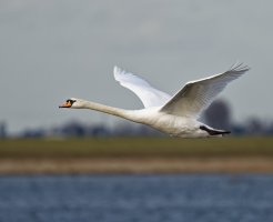 DSC_3685-DxO_swan_flying.jpg