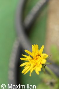 tired_dandelion_f2_8.JPG tired_dandelion_f2_8.JPG