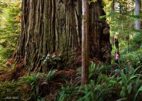 Big_Kahuna_Redwood.jpg