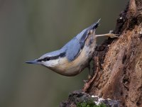 DSC_4324-DxO_nuthatch-0.5.jpg