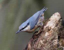 DSC_4341-DxO-nuthatch.jpg