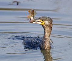 DSC_4061-DxO_cormorant+fish_front_SH.jpg