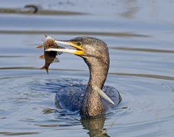 DSC_4063-DxO_cormorant+fish_frontSH.jpg