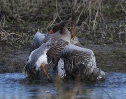 DSC_4147-DxO_greylags_fighting.jpg